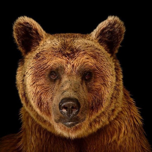 Гризли Grizzly, Гризли, медведь.