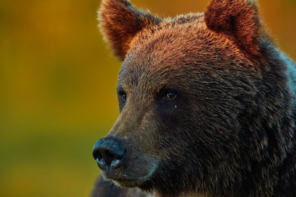Медведь Гризли
