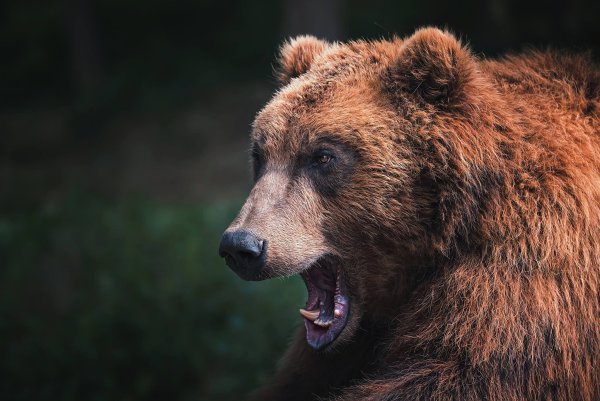 Медведь Гризли