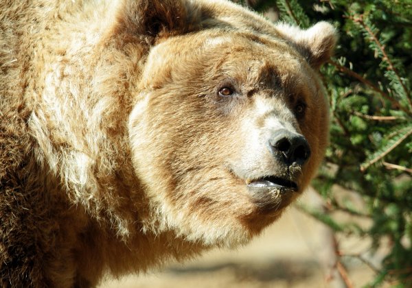 Северная Америка медведь Гризли