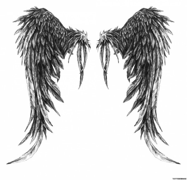 Картинки крылья демона (49 фото)