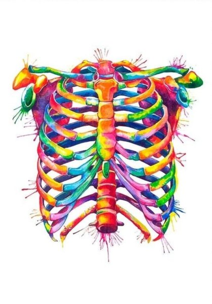 Анатомия красивые картинки