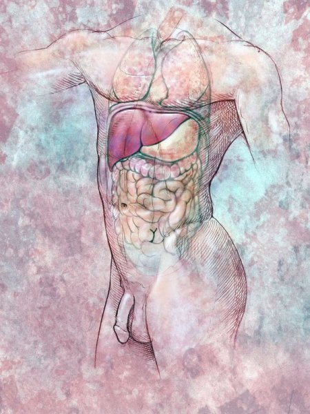 Постер анатомия