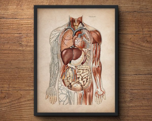 Анатомия человека плакат