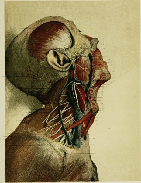 Анатомическая живопись