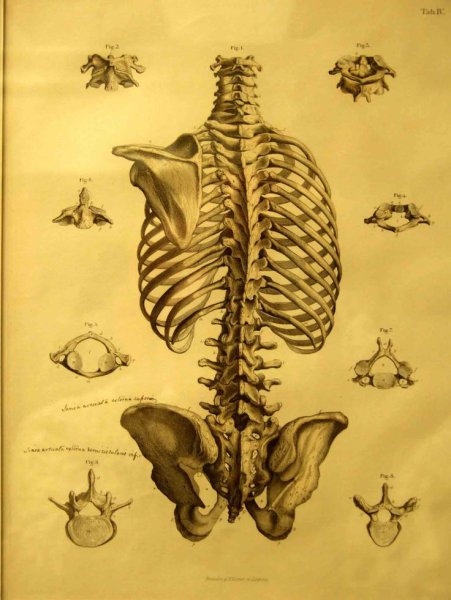 Леонардо да Винчи анатомия позвоночник