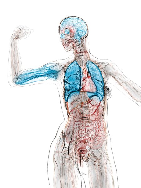 Прозрачная анатомия