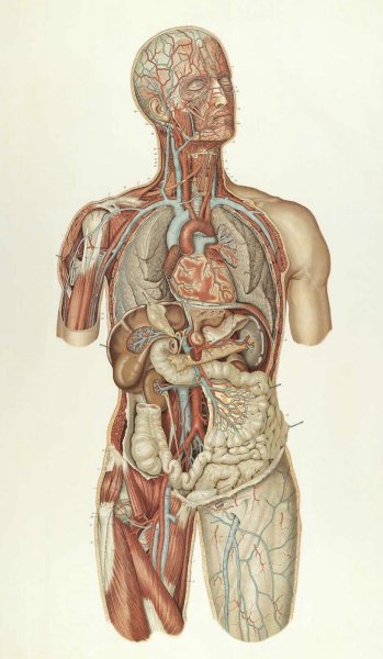 Анатомическая структура человека