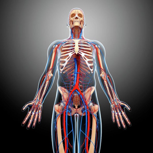 Снимок анатомии человека