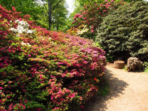 Richmond Park растения