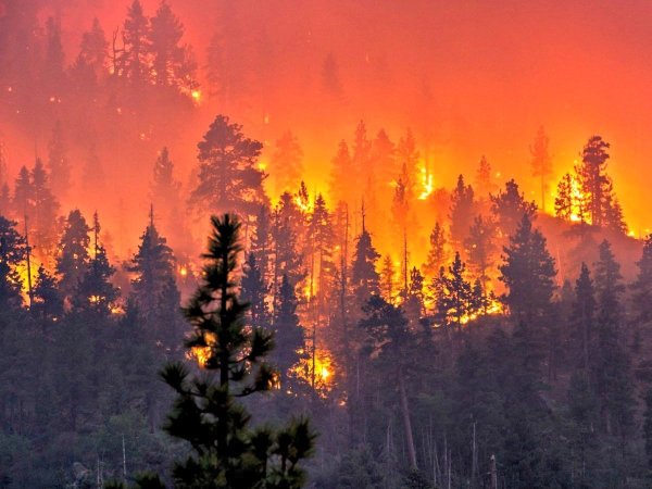 Горящий лес