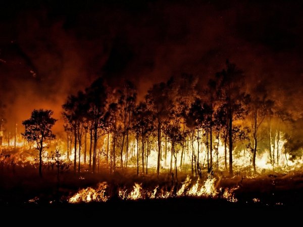 Лесные пожары