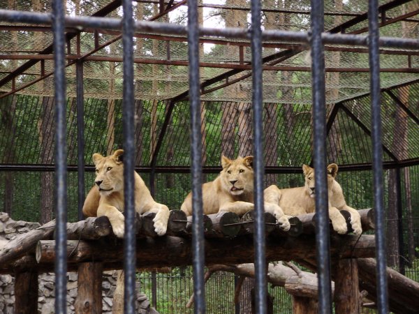 Зоосад Новосибирск