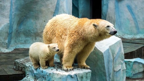 Зоопарк Дельхельцли