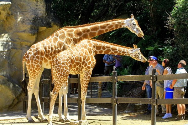 Ижевский зоопарк Жираф