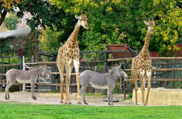 Жираф в Московском зоопарке