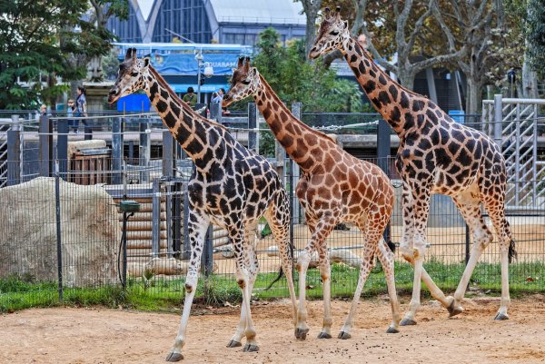 Зоологический парк Барселоны