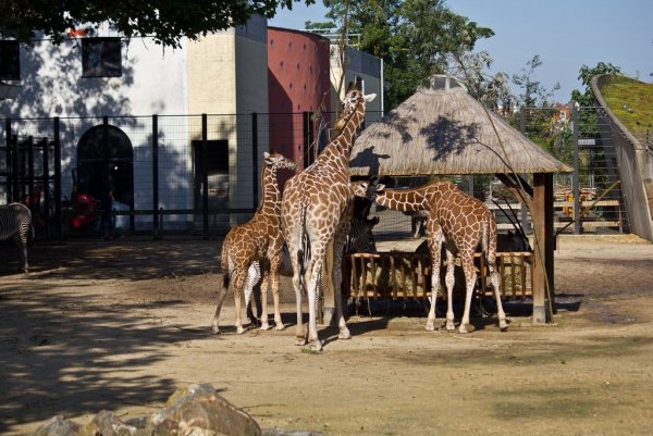 Зверинец зоопарк