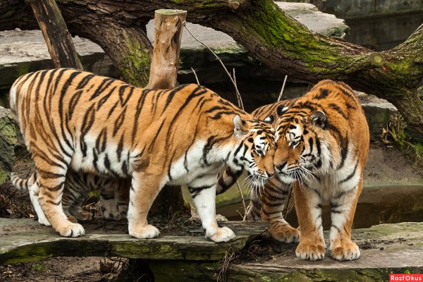 Животные зоопарка