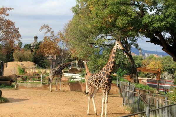 Испанский зоопарк Барселоны