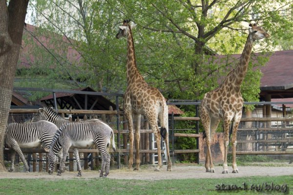 Африканская Саванна Московского зоопарка