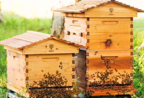 Пчелиный улей