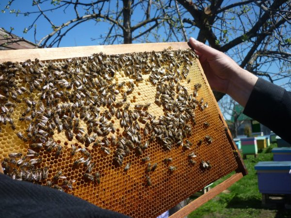 Пасека пчелиная пасека козмедиянкс