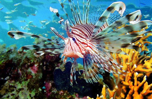 Рыба крылатка Египет