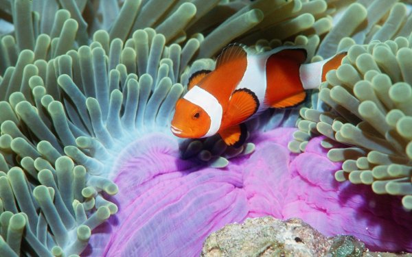 Амфиприон клоун