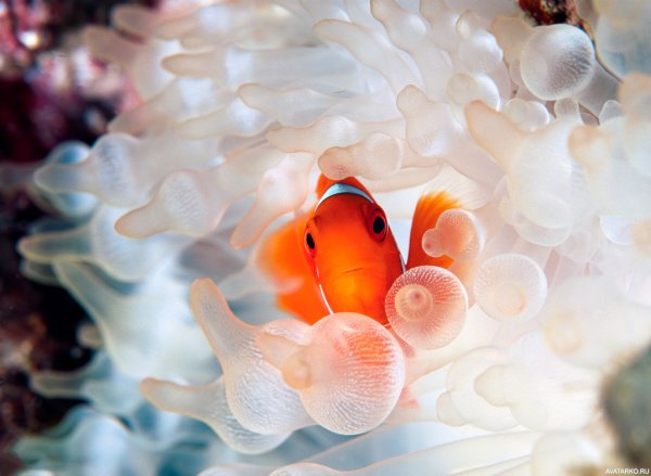 Рыбы-клоун и морские анемоны