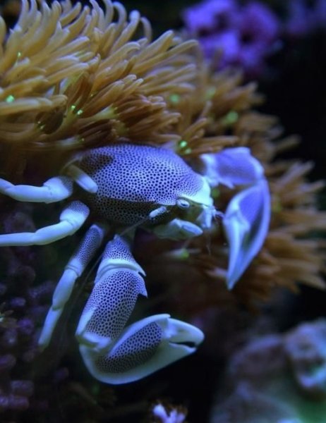 Анемоновый краб