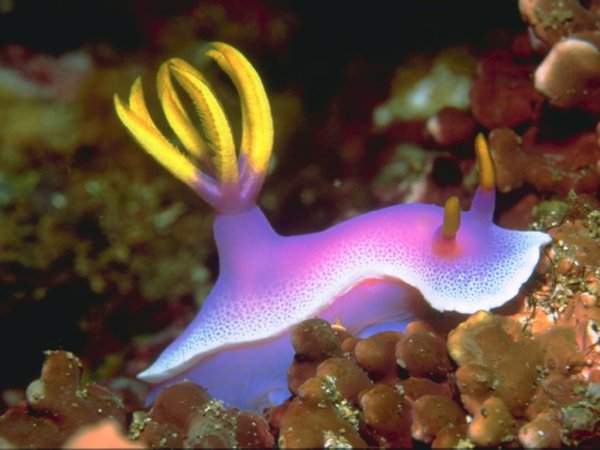 Подводные обитатели океана