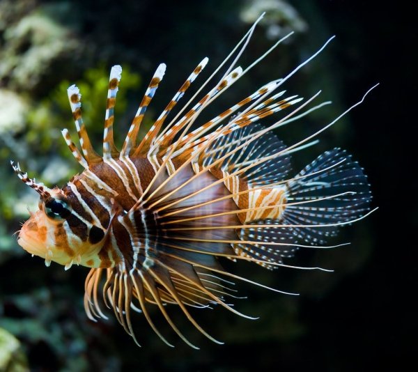 Крылатка-Зебра чернополосая (дьявол) (Pterois volitans)
