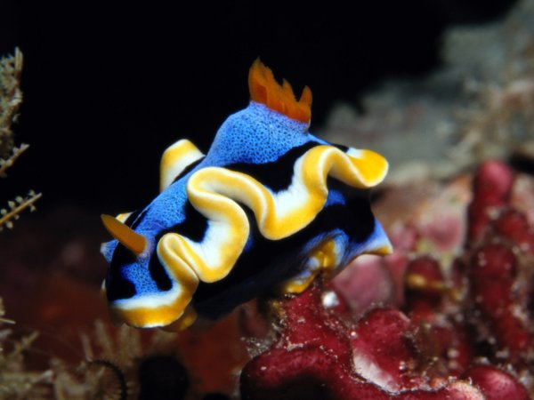 Голожаберник синий бархат