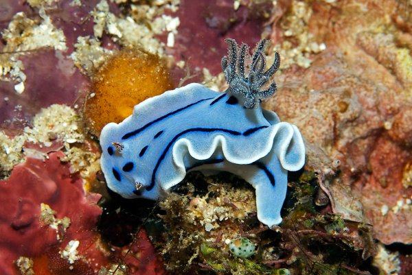 Морская живность