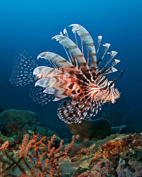 Рыба крылатка в Красном море