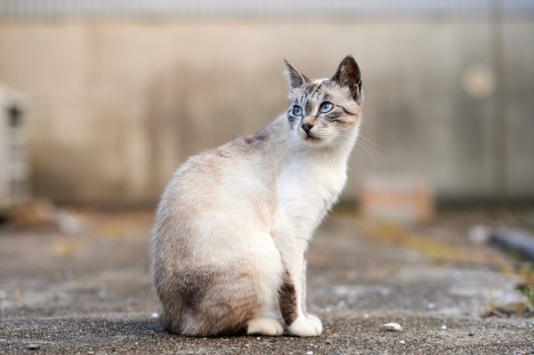 Кошка сидит боком