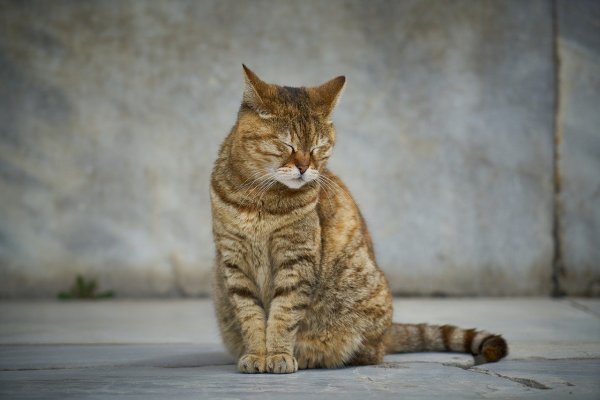 Кошка ест