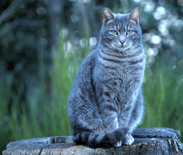 Серая полосатая кошка