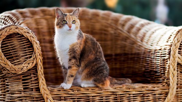 Красивая кошка сидит
