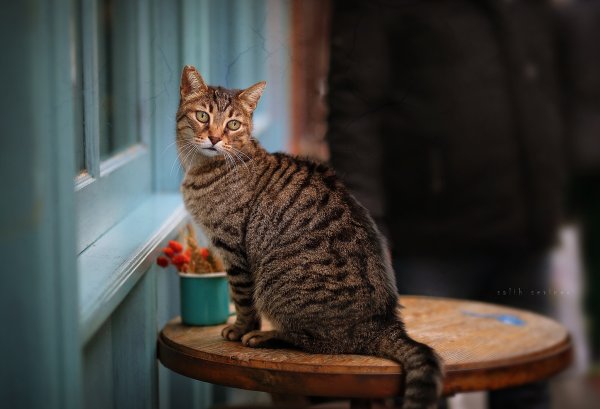Сидячая кошка