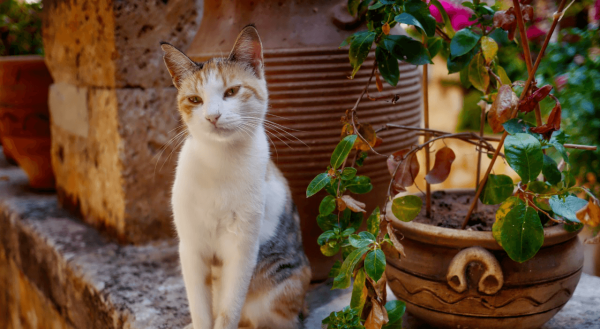 Котик сидит