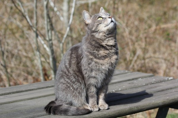 Кошка серая