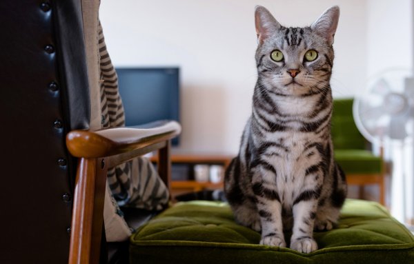 Сидячий кот