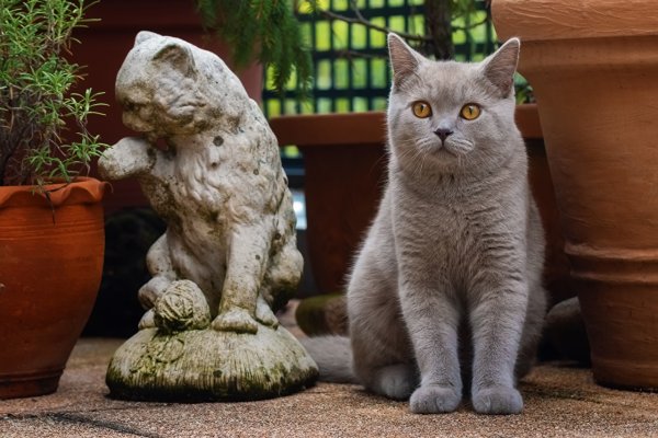 Кот сидит