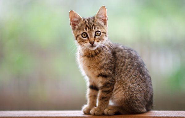 Картинка котенок сидит