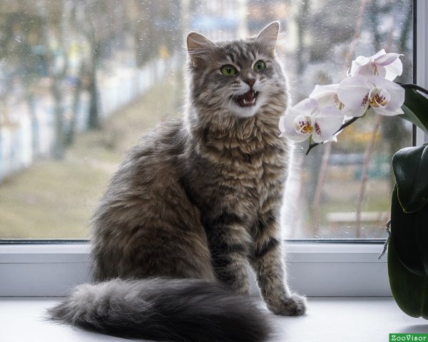 Кот сидит на подоконнике