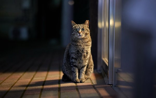 Сидячая кошка серая