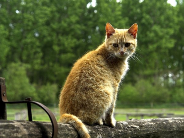 Сидячая кошка