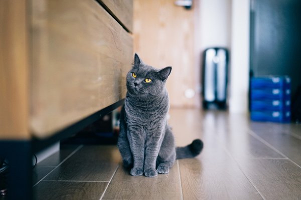 Британская кошка
